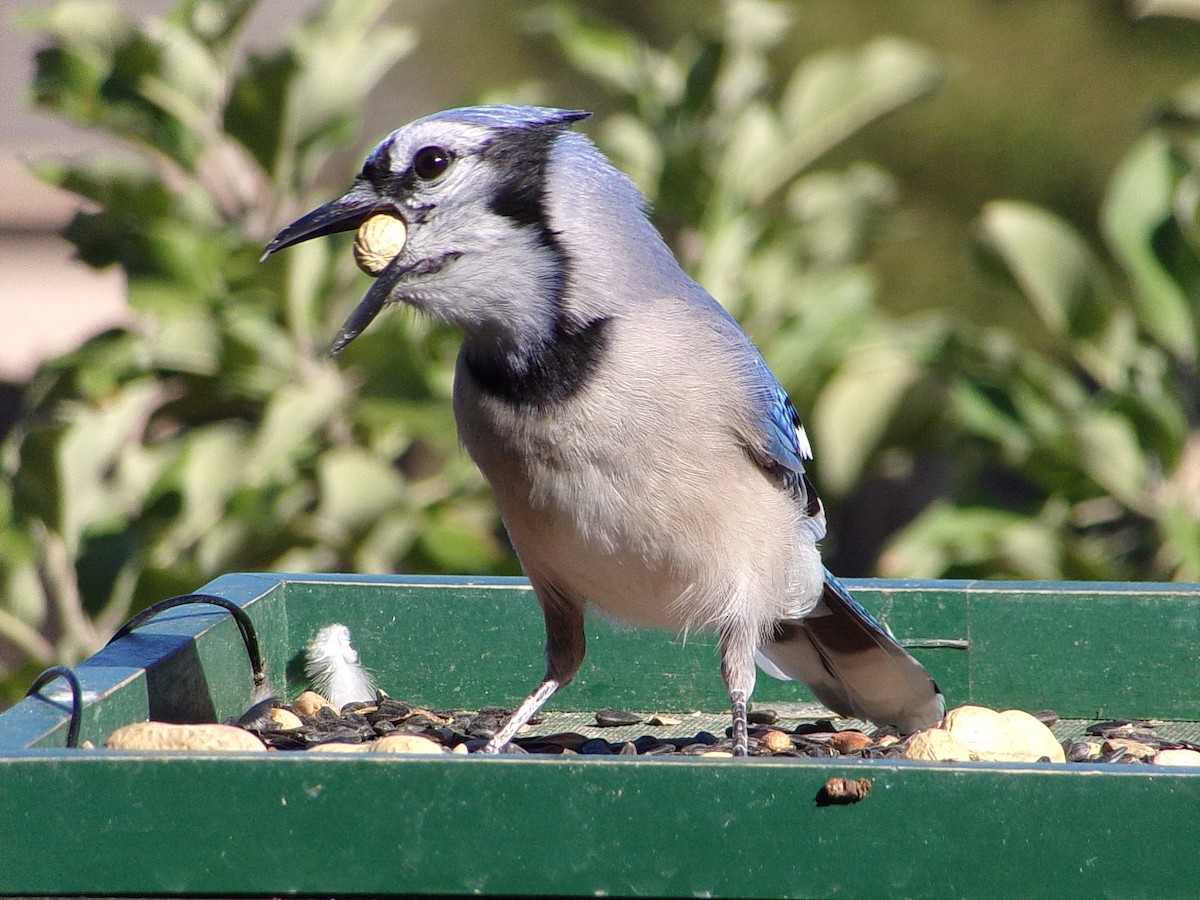 Blue Jay - ML644649029