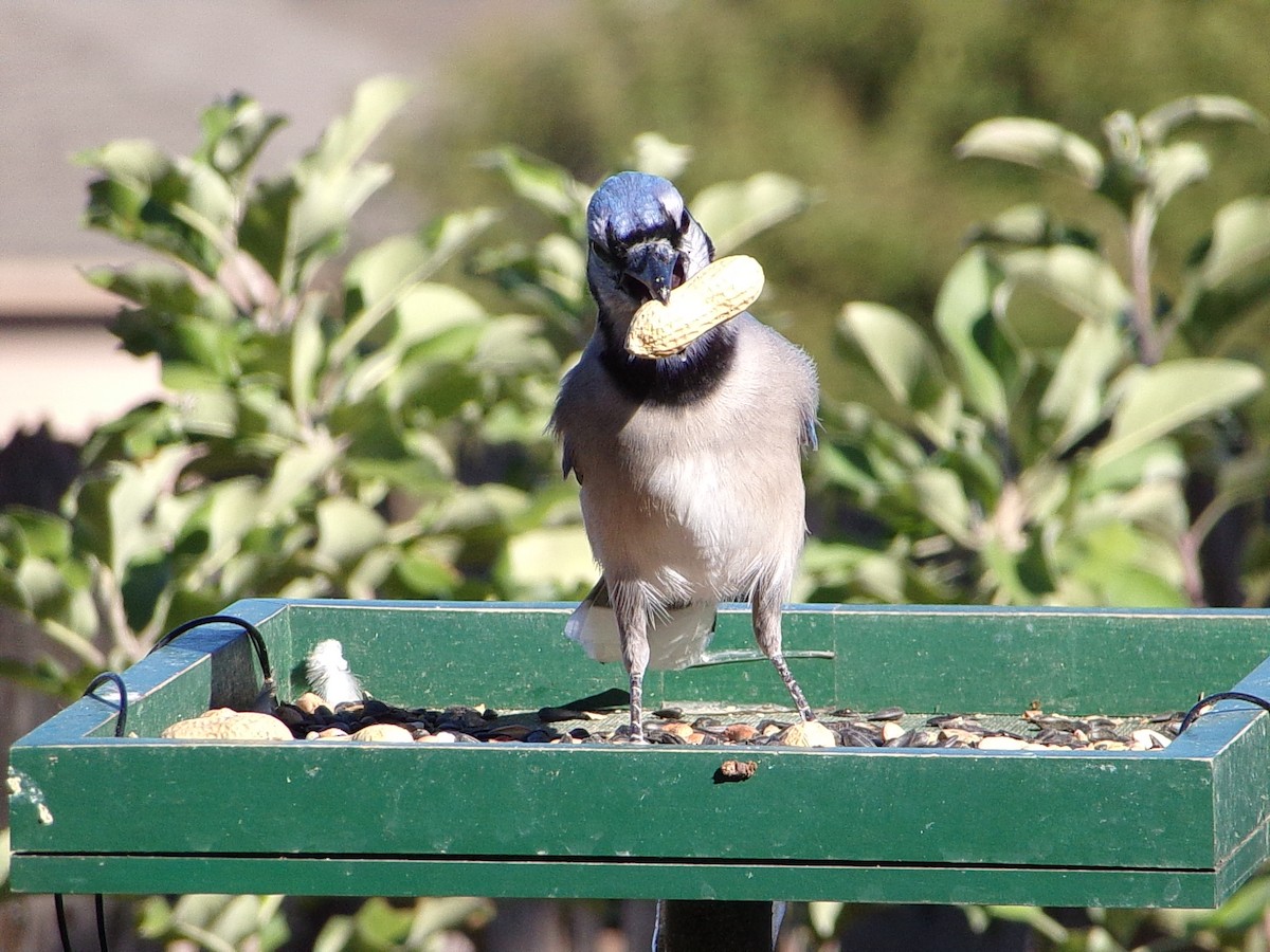 Blue Jay - ML644649042