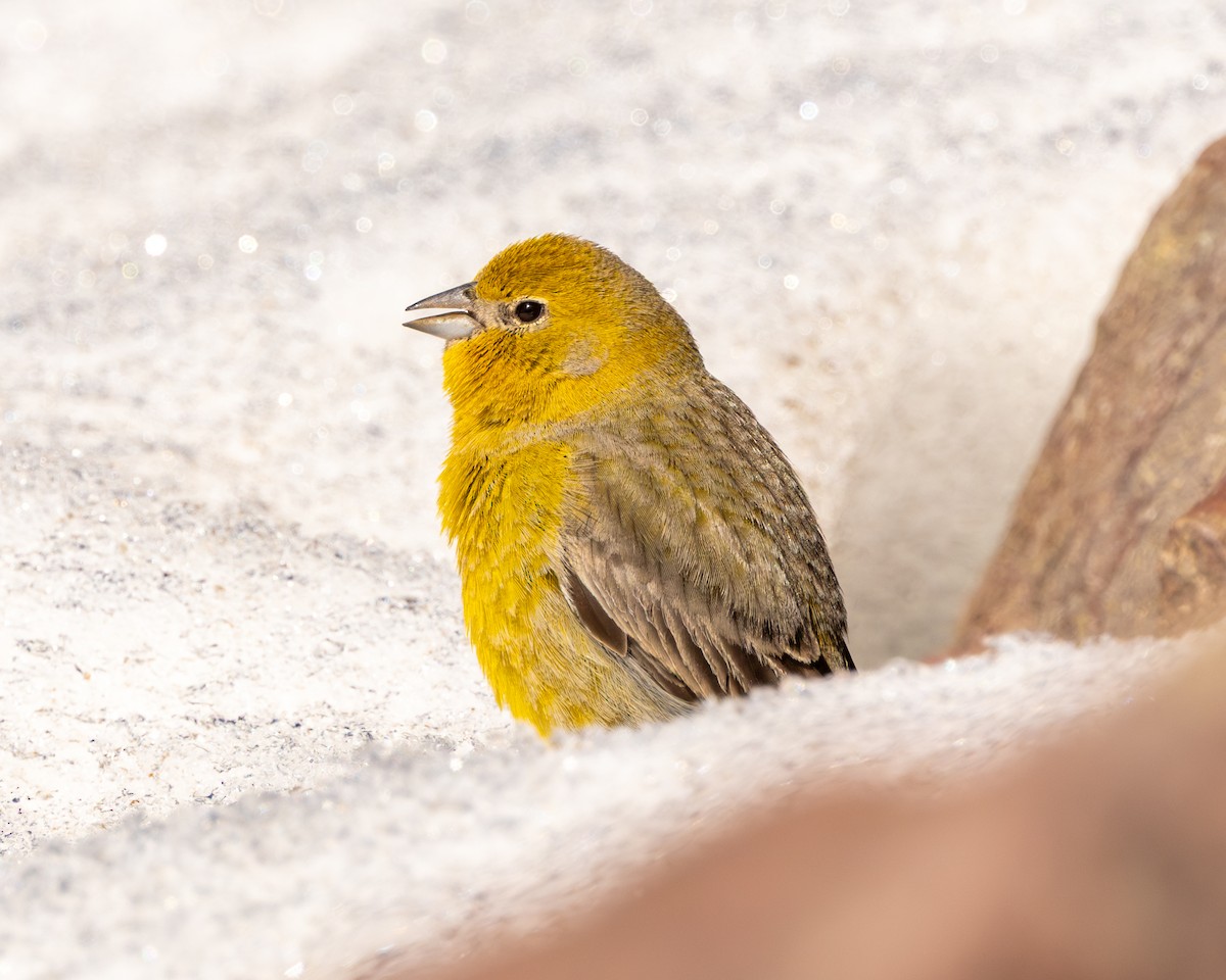 Greater Yellow-Finch - ML644649055