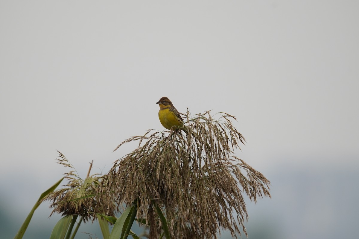 Вівсянка лучна - ML644649060