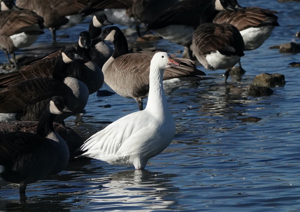 Snow Goose - ML644649072