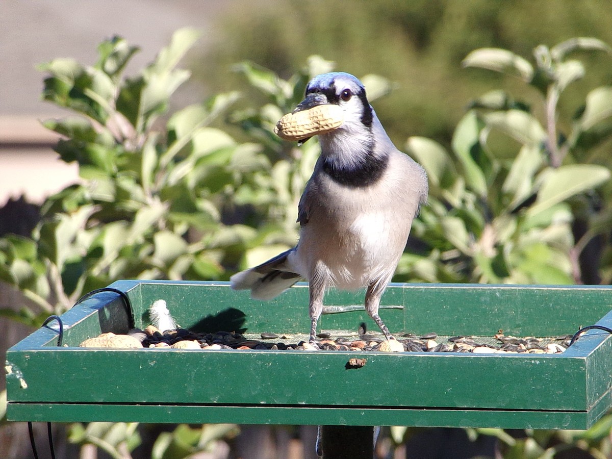 Blue Jay - ML644649073