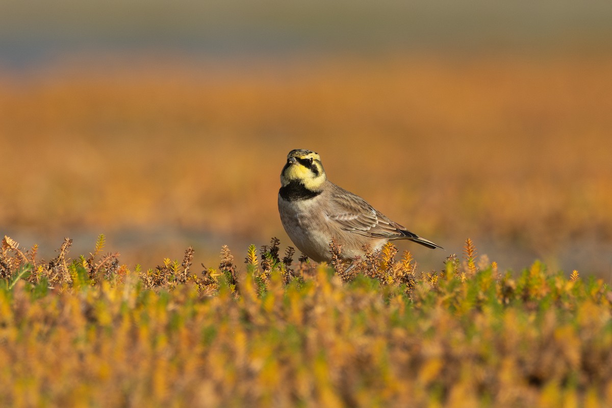 Horned Lark - ML644649074