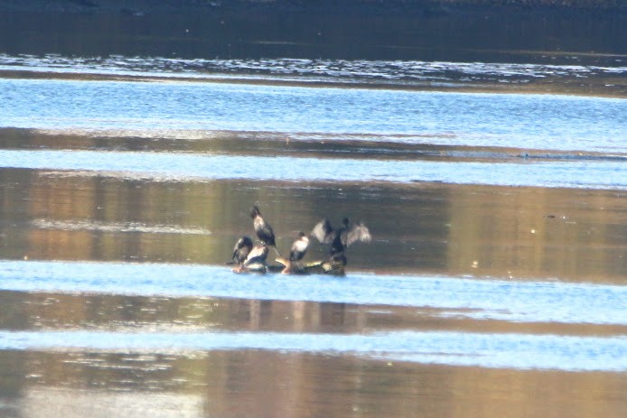 totoppskarv - ML644649075