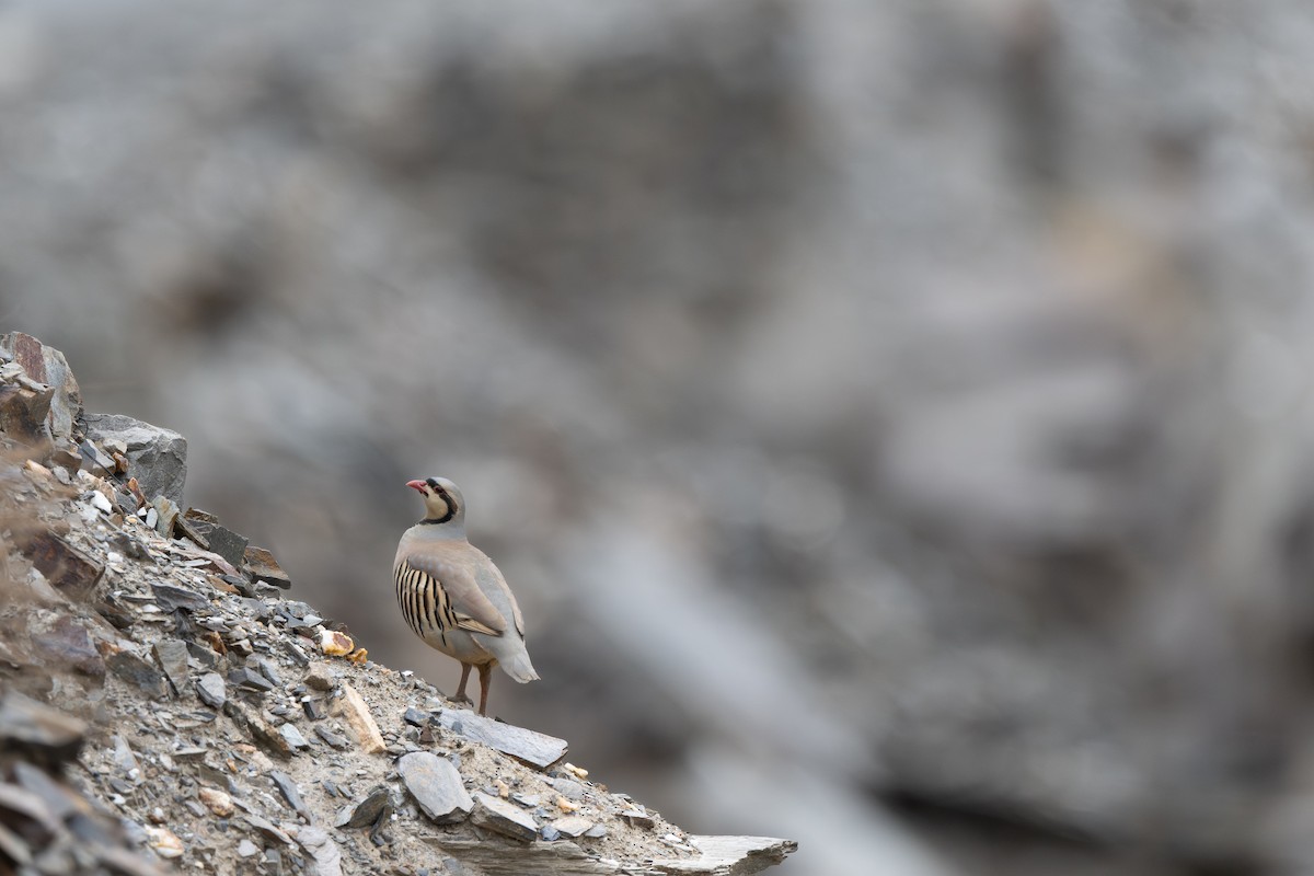 Chukar - ML644649076