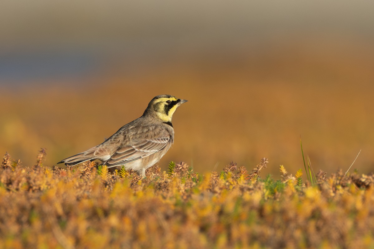 Horned Lark - ML644649077