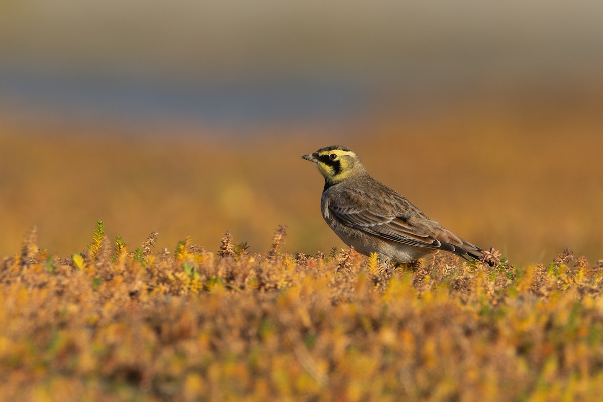 Horned Lark - ML644649078