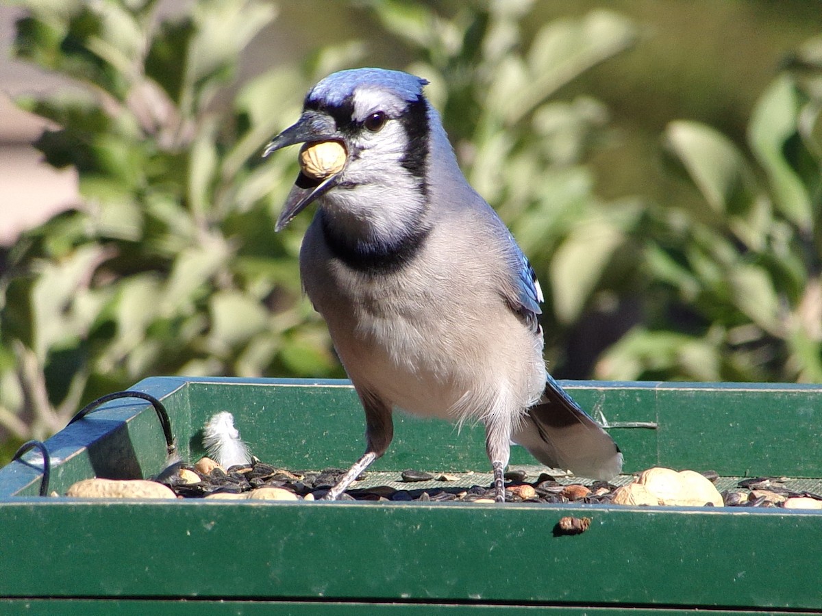 Blue Jay - ML644649079