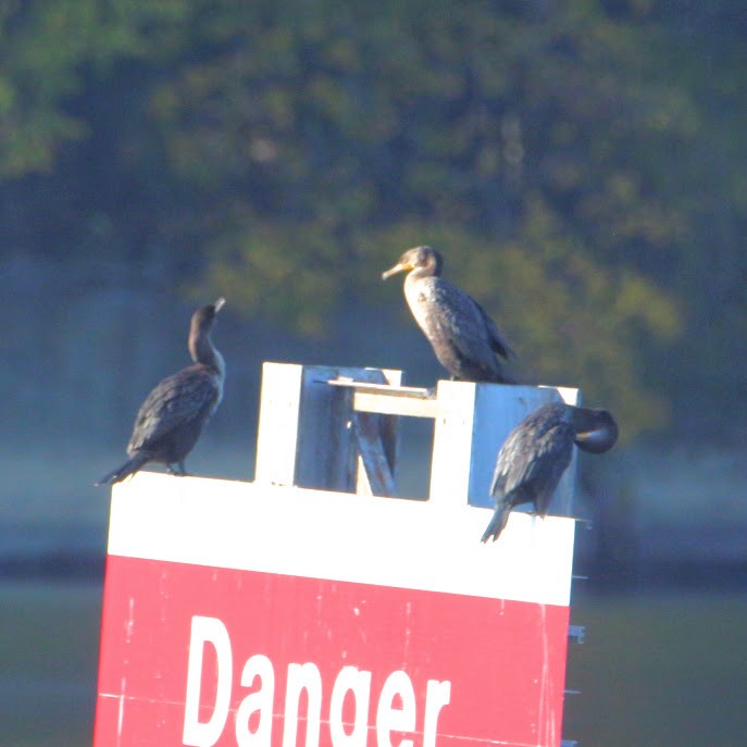 totoppskarv - ML644649080