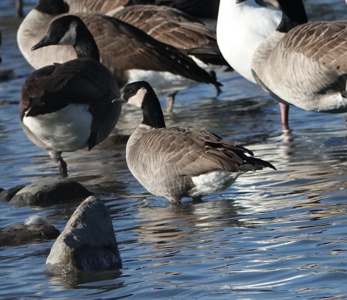 Cackling Goose - ML644649084