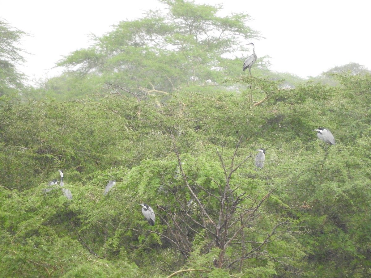 Black-headed Heron - ML644649085