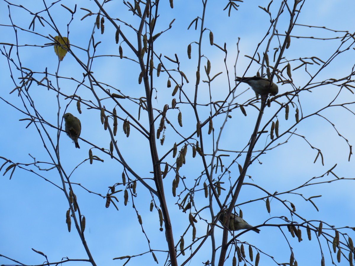 čížek žlutý - ML644649089