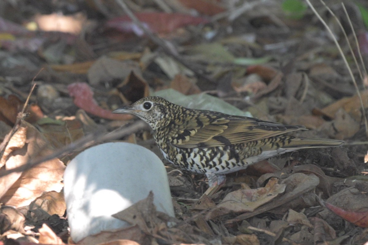 Квічаль тайговий - ML644649090