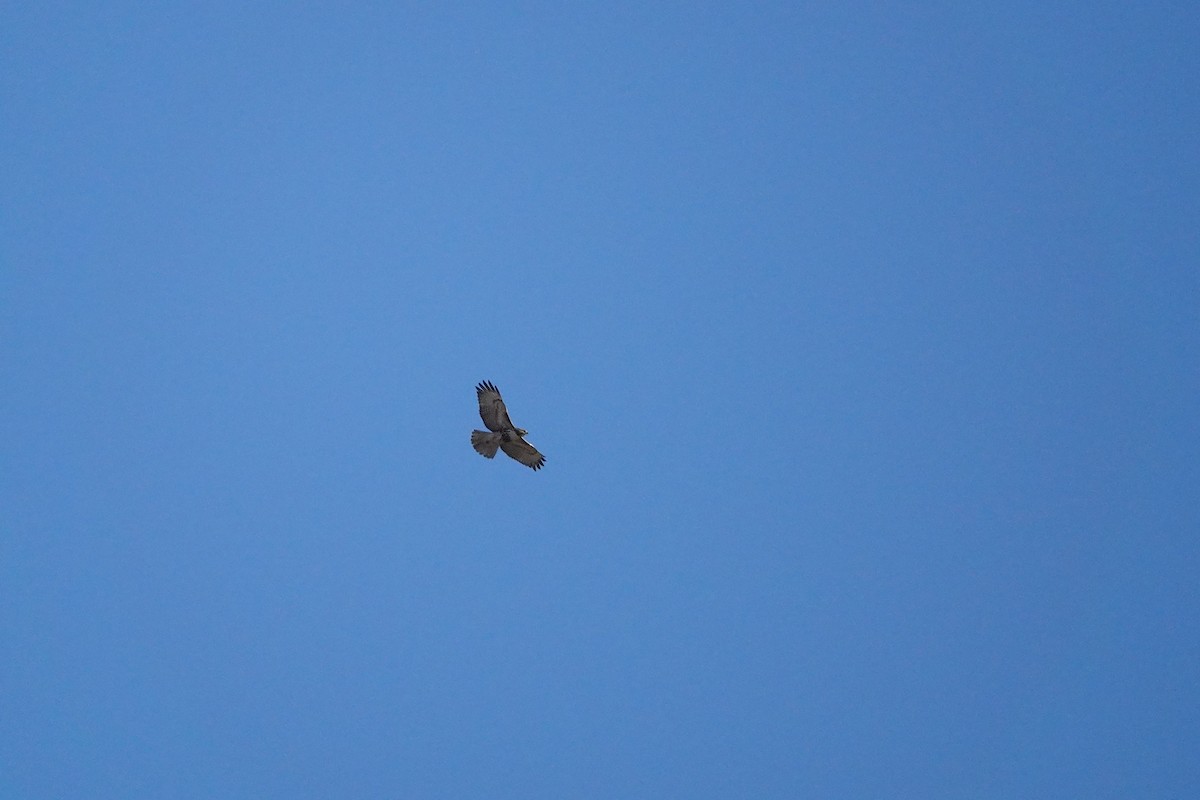 Red-tailed Hawk - ML644649092