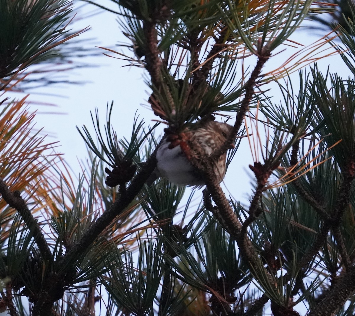 Purple Finch - ML644649095