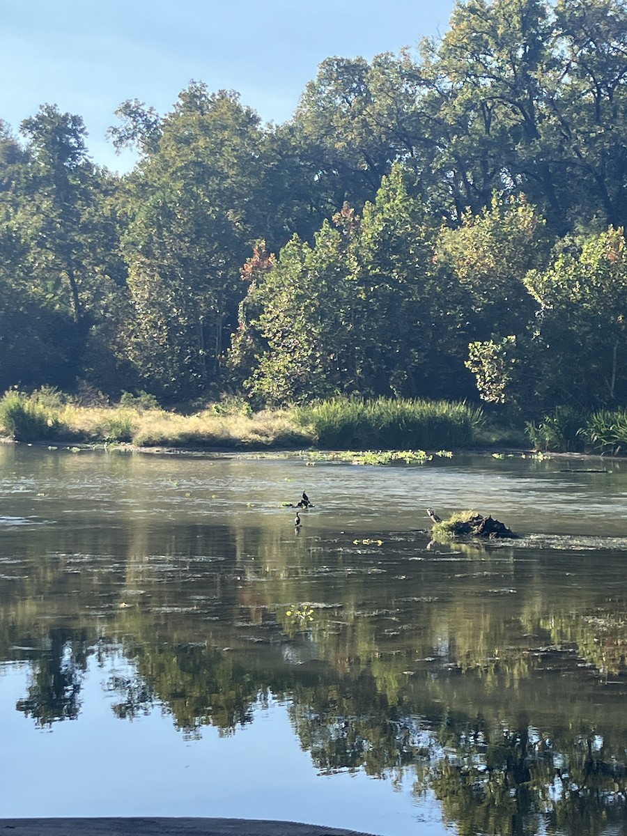 Neotropic Cormorant - ML644649098