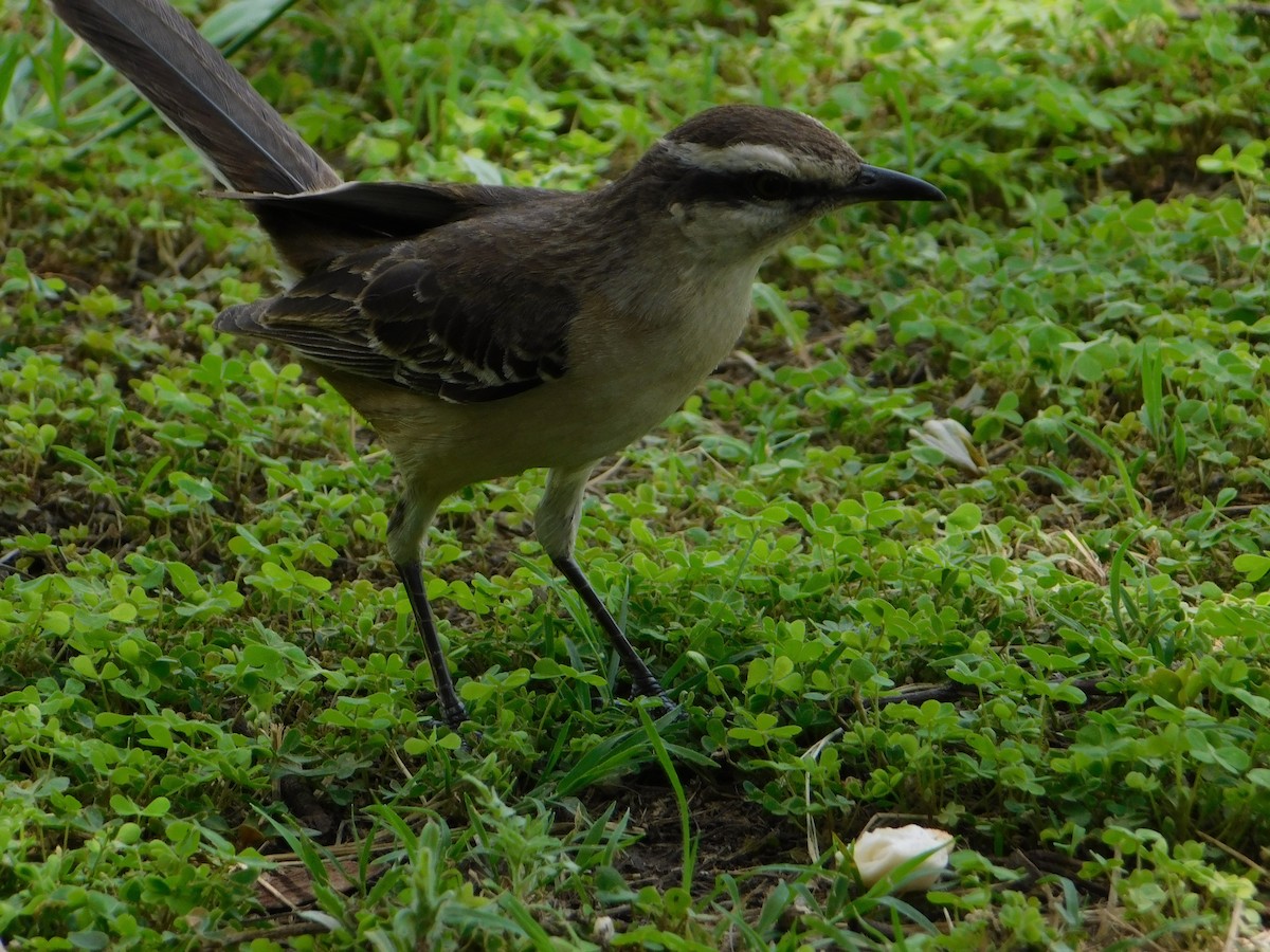 マミジロマネシツグミ - ML644649101