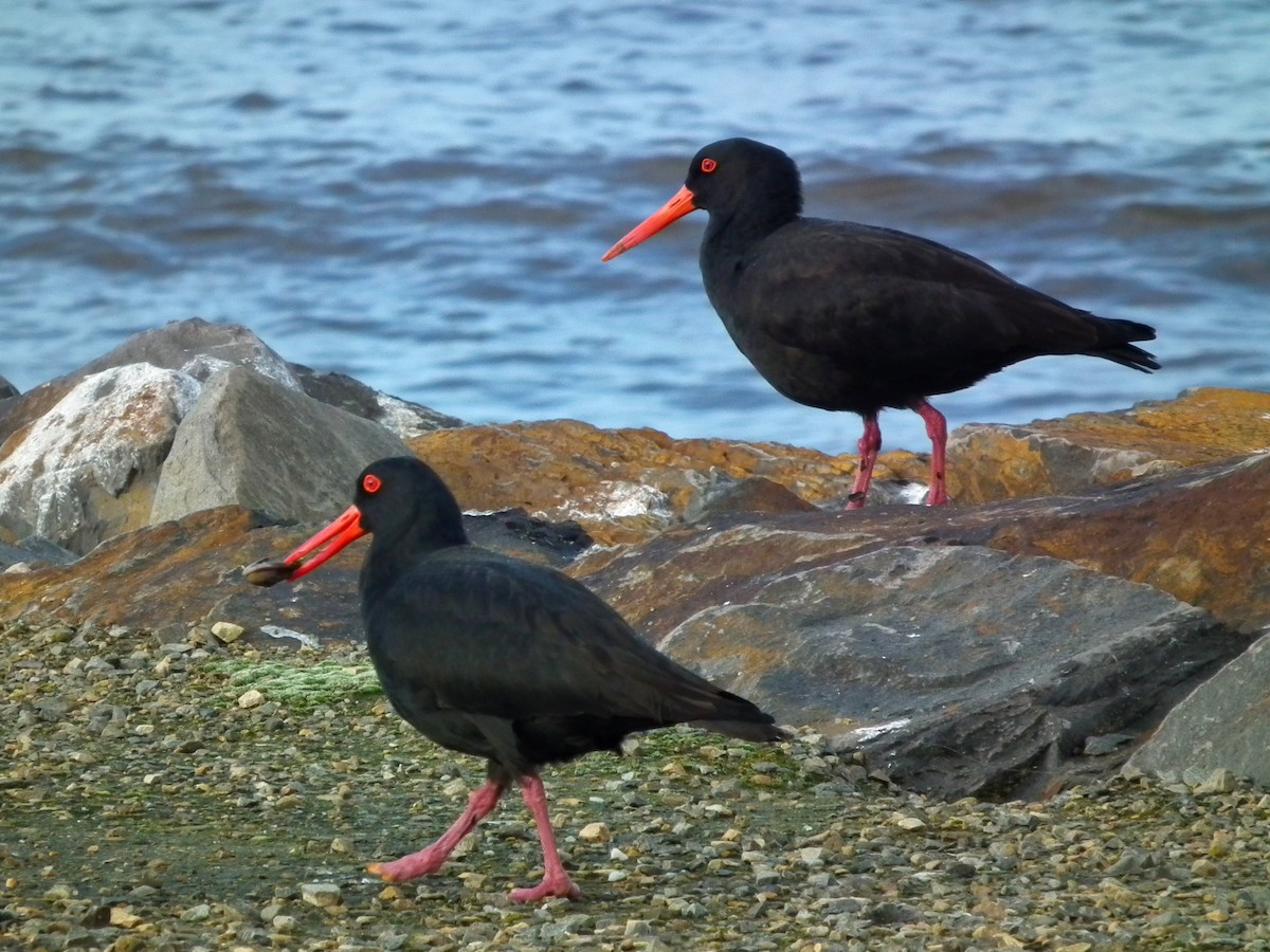 Австралийский кулик-сорока - ML644649102