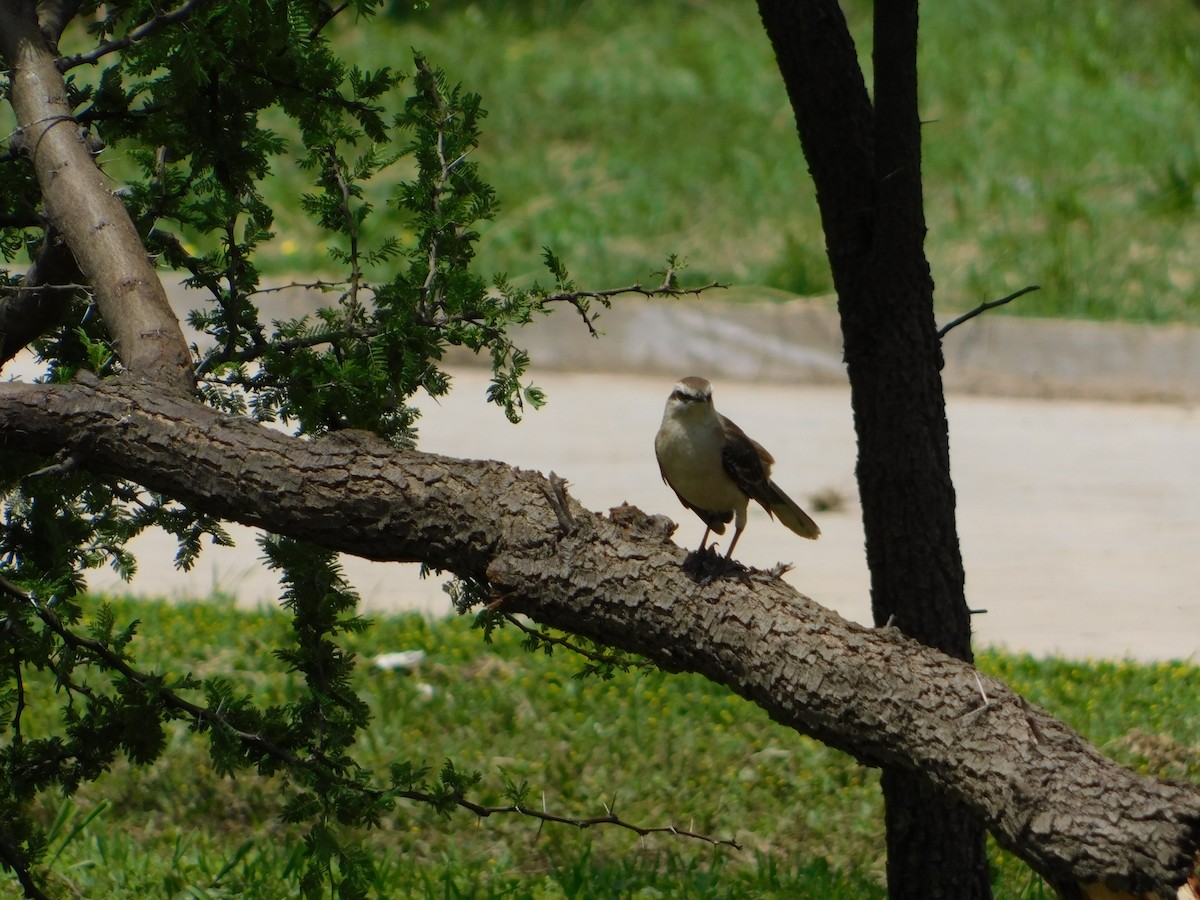 マミジロマネシツグミ - ML644649103