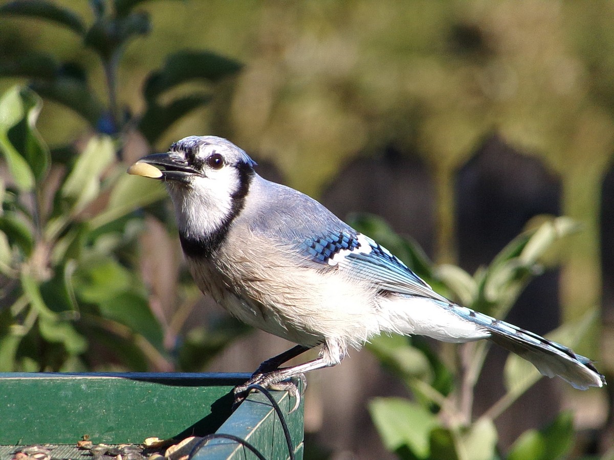 Blue Jay - ML644649108