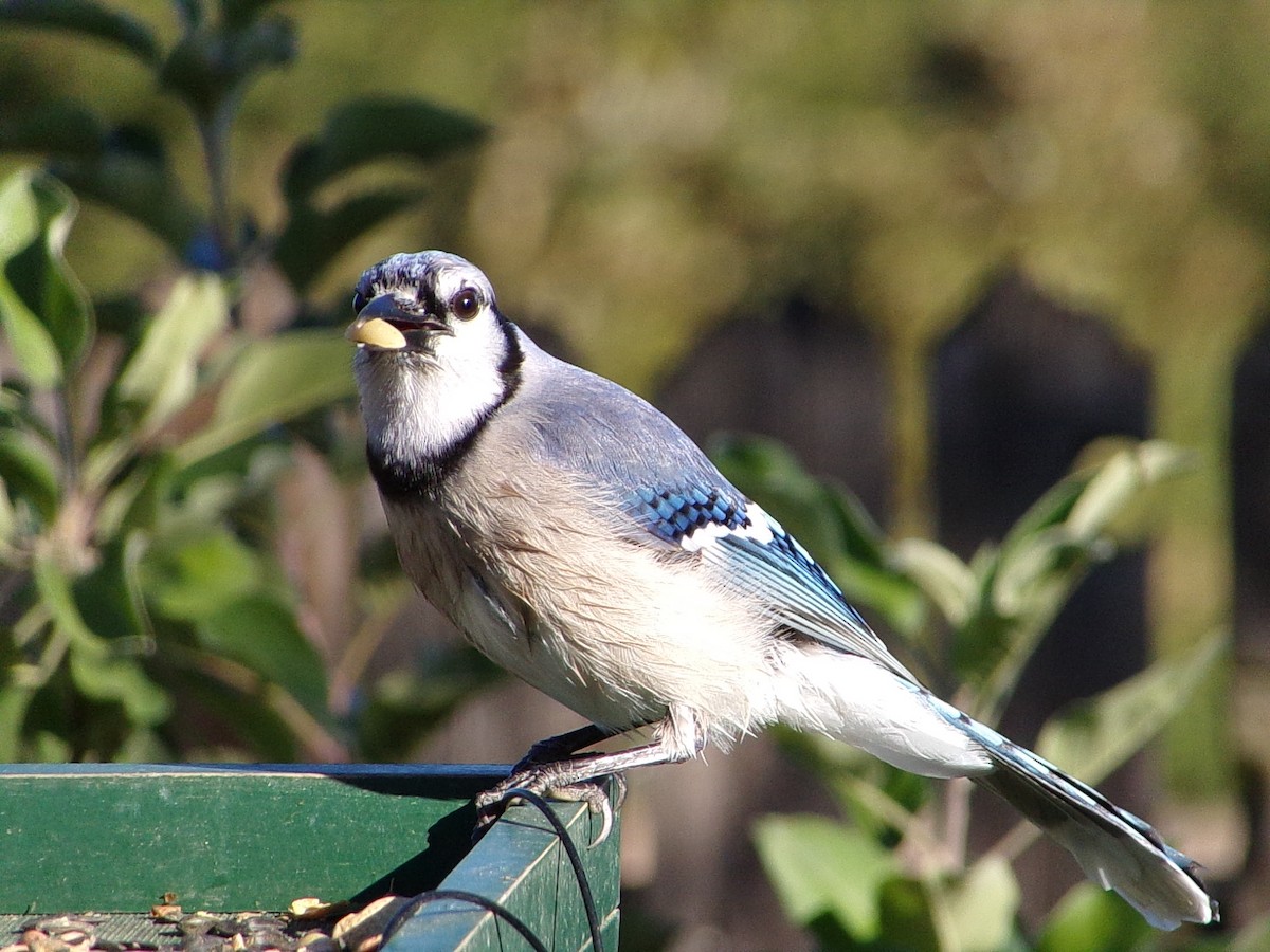 Blue Jay - ML644649109