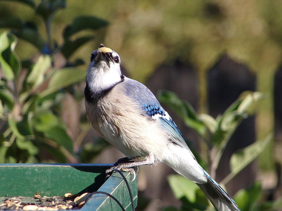 Blue Jay - ML644649110
