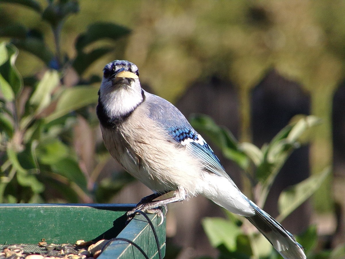 Blue Jay - ML644649111