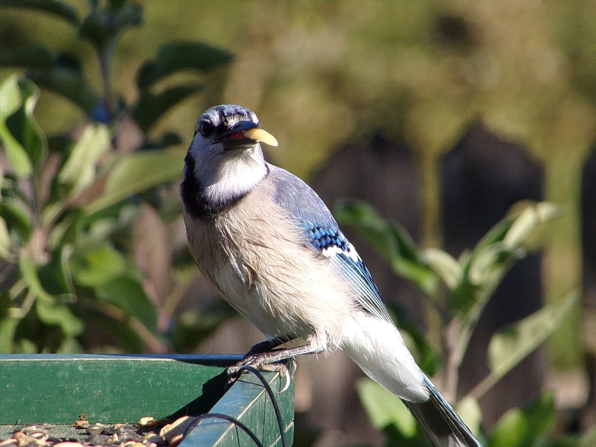 Blue Jay - ML644649112