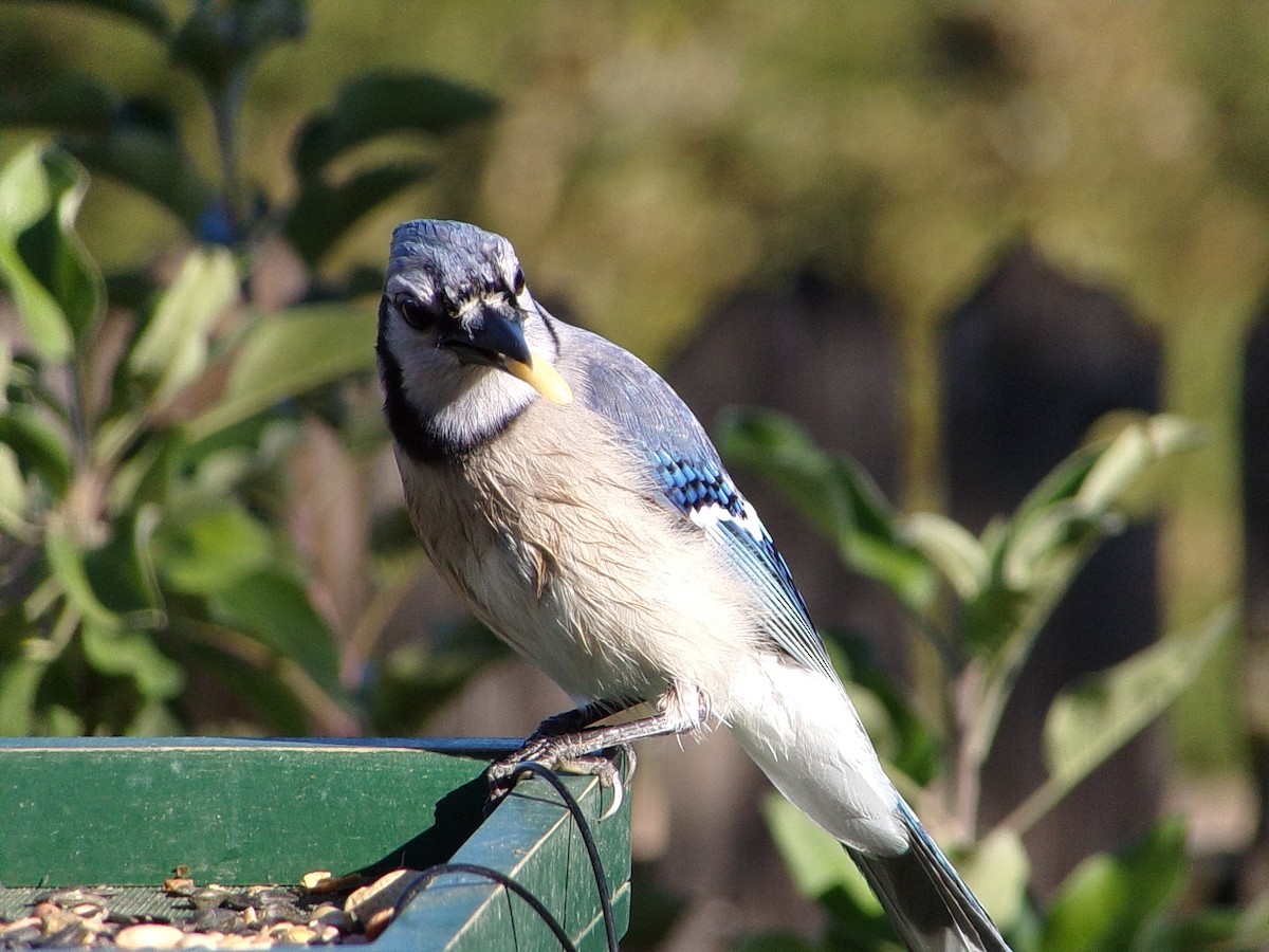 Blue Jay - ML644649113