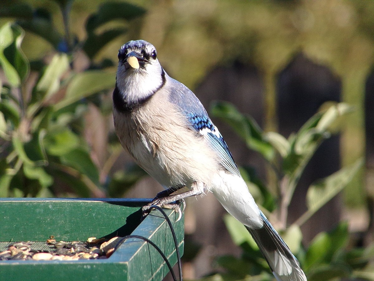 Blue Jay - ML644649114