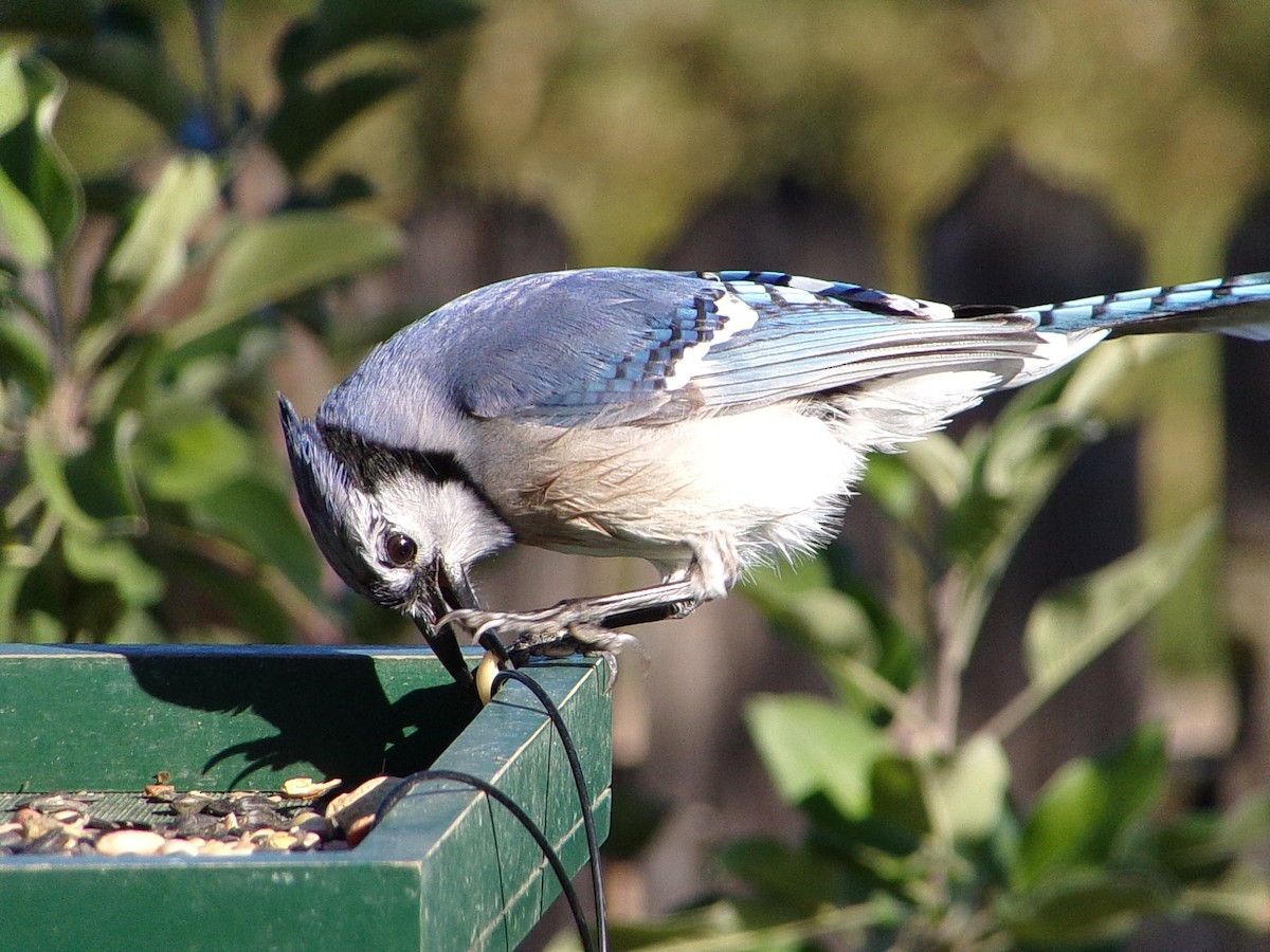 Blue Jay - ML644649115