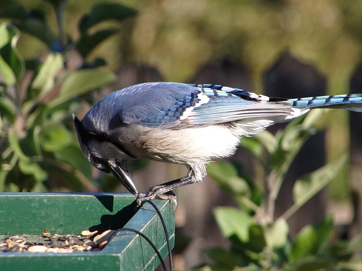 Blue Jay - ML644649116