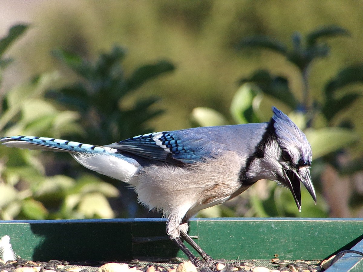 Blue Jay - ML644649117