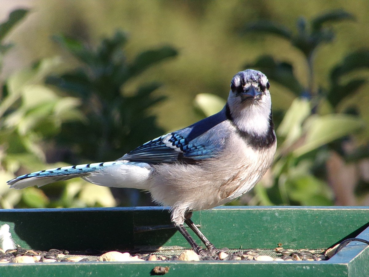 Blue Jay - ML644649118