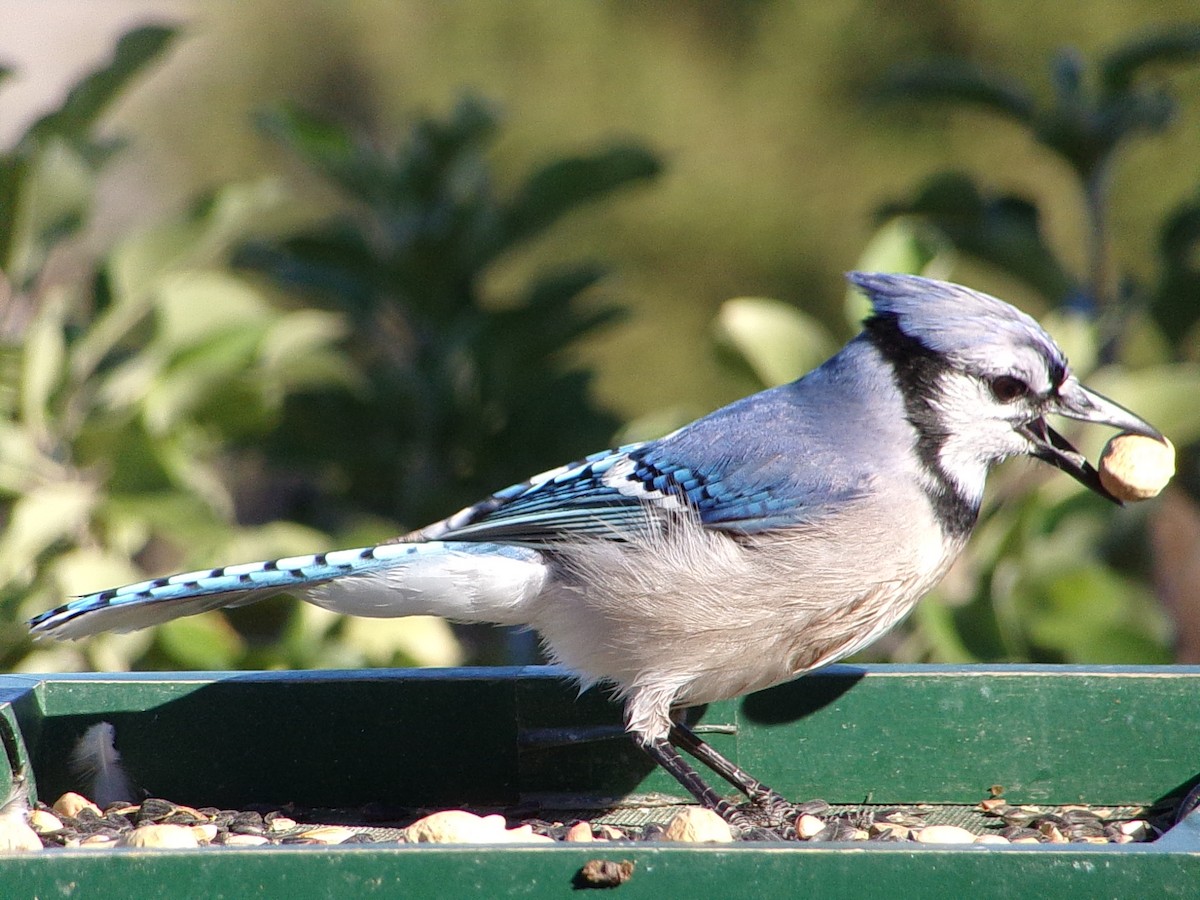 Blue Jay - ML644649119