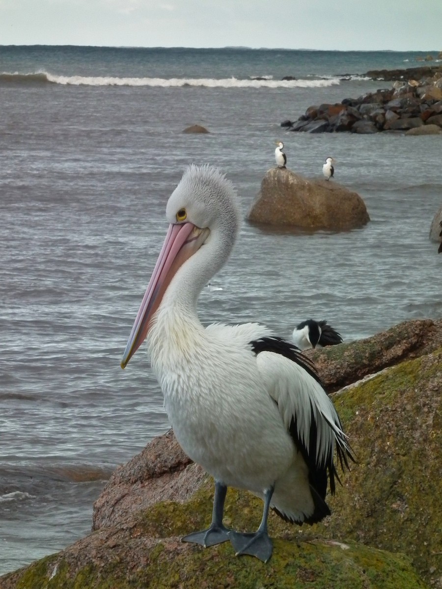 Australian Pelican - ML644649121