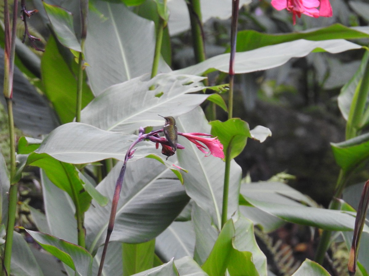 Volcano Hummingbird - ML644649122