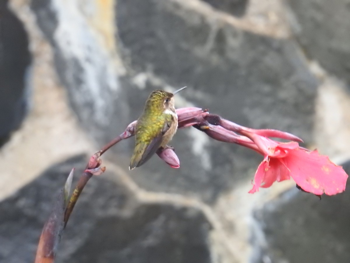 Volcano Hummingbird - ML644649123