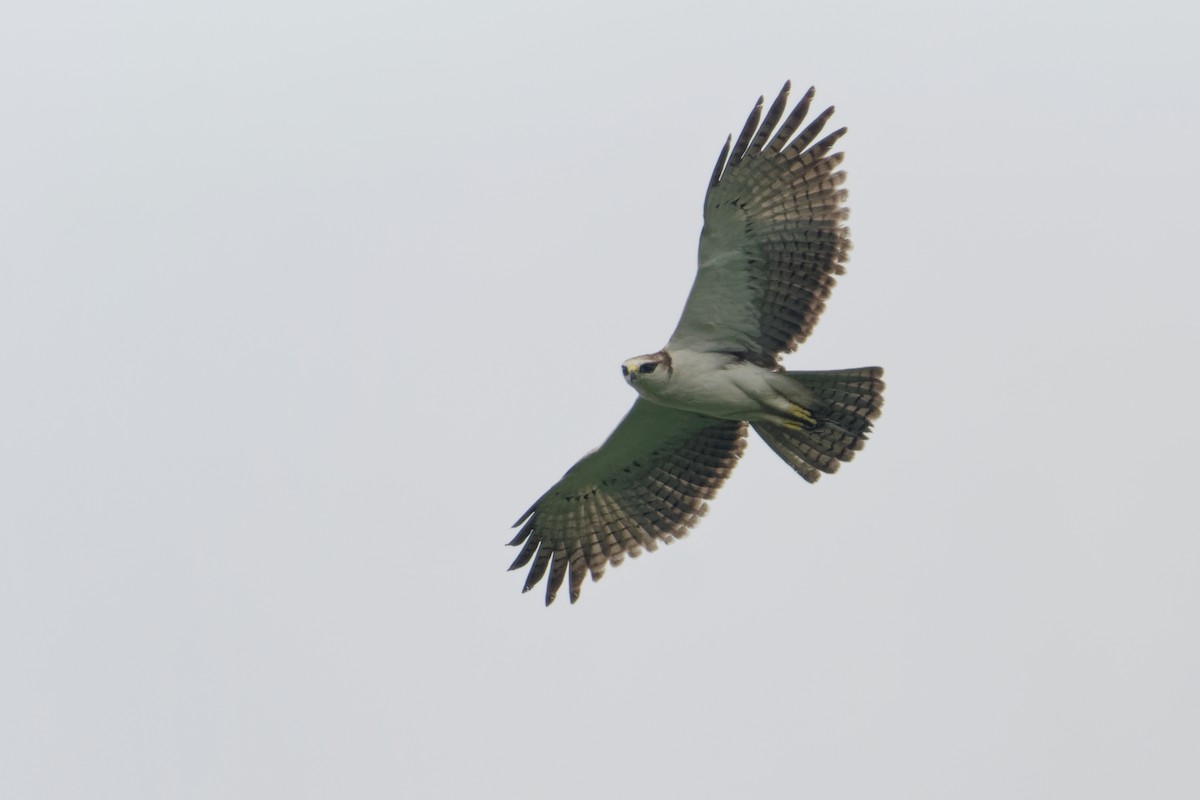 Rufous-bellied Eagle - ML644649124