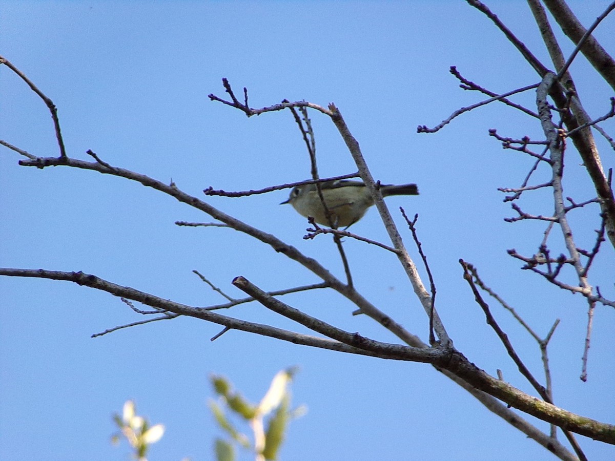 Rubingoldhähnchen - ML644649141