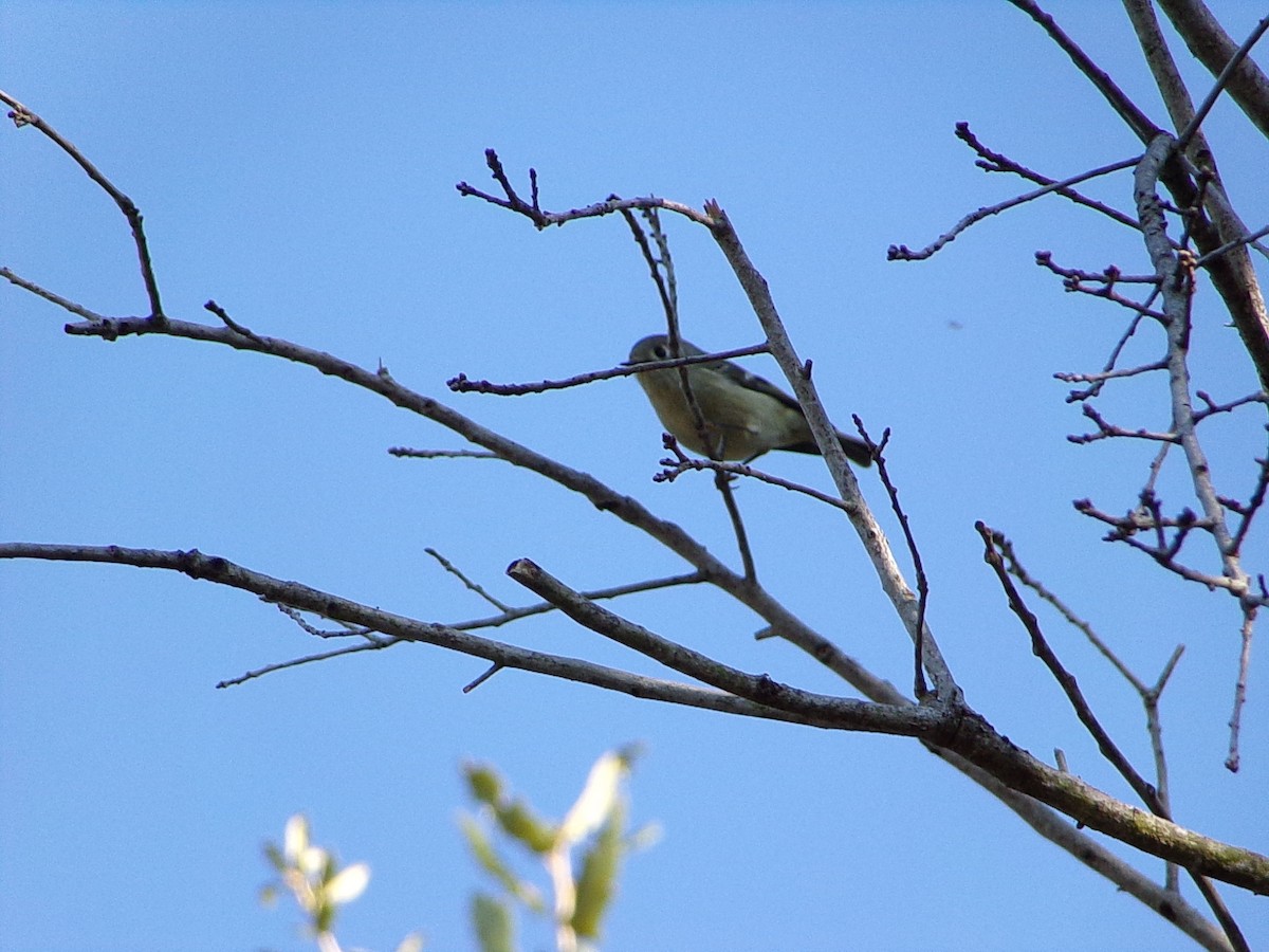 Rubingoldhähnchen - ML644649142