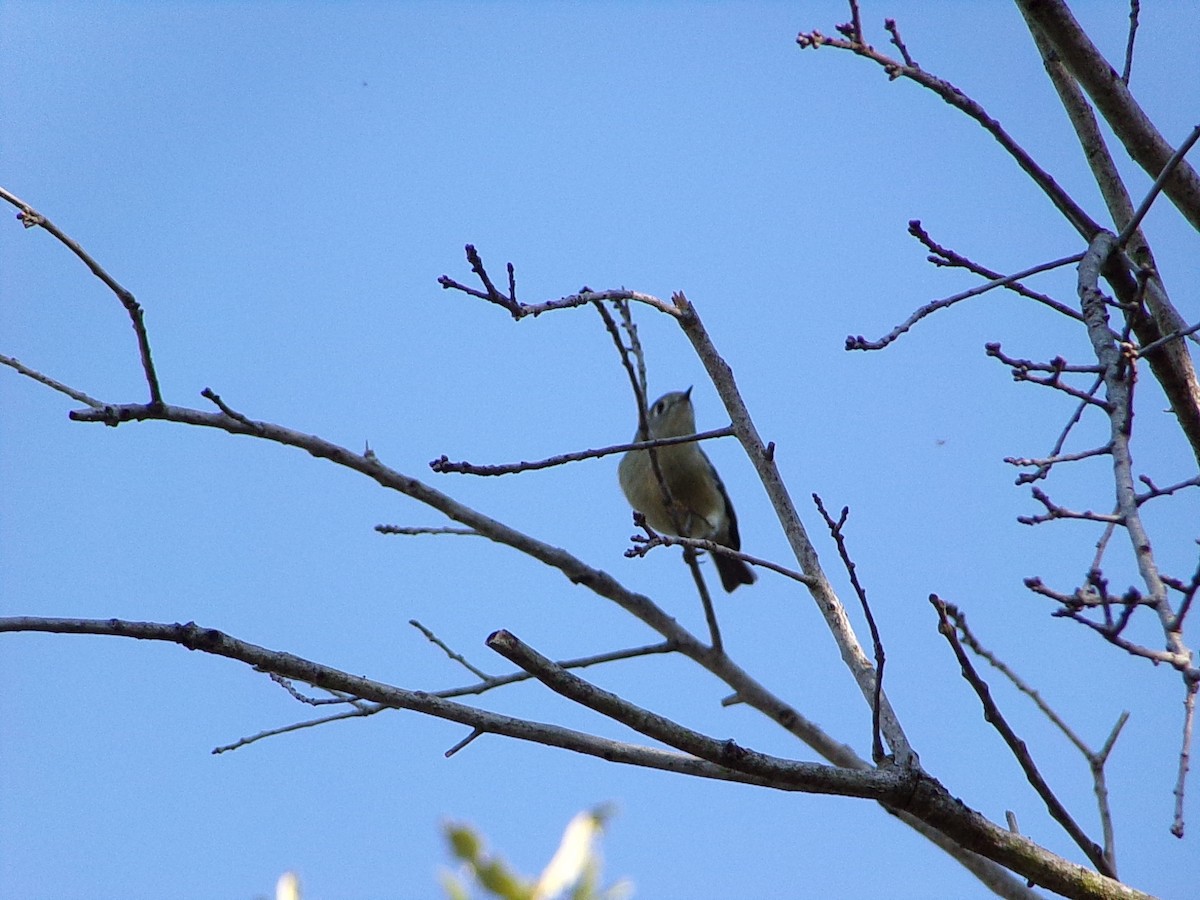 Rubingoldhähnchen - ML644649143