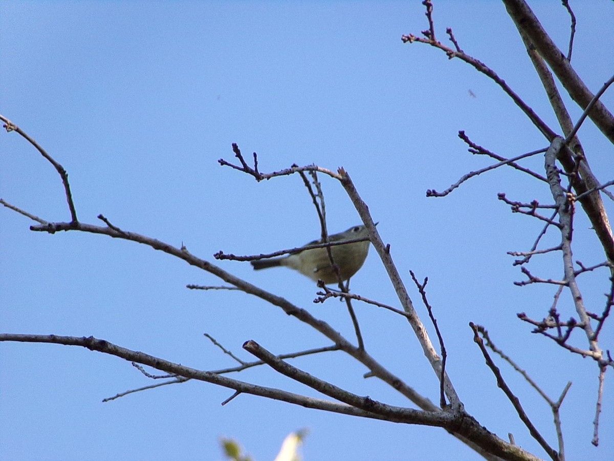 Rubingoldhähnchen - ML644649144