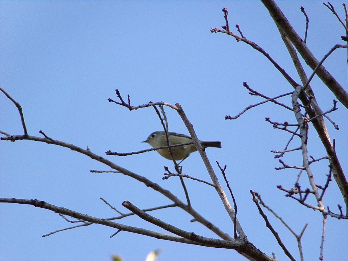 Rubingoldhähnchen - ML644649145