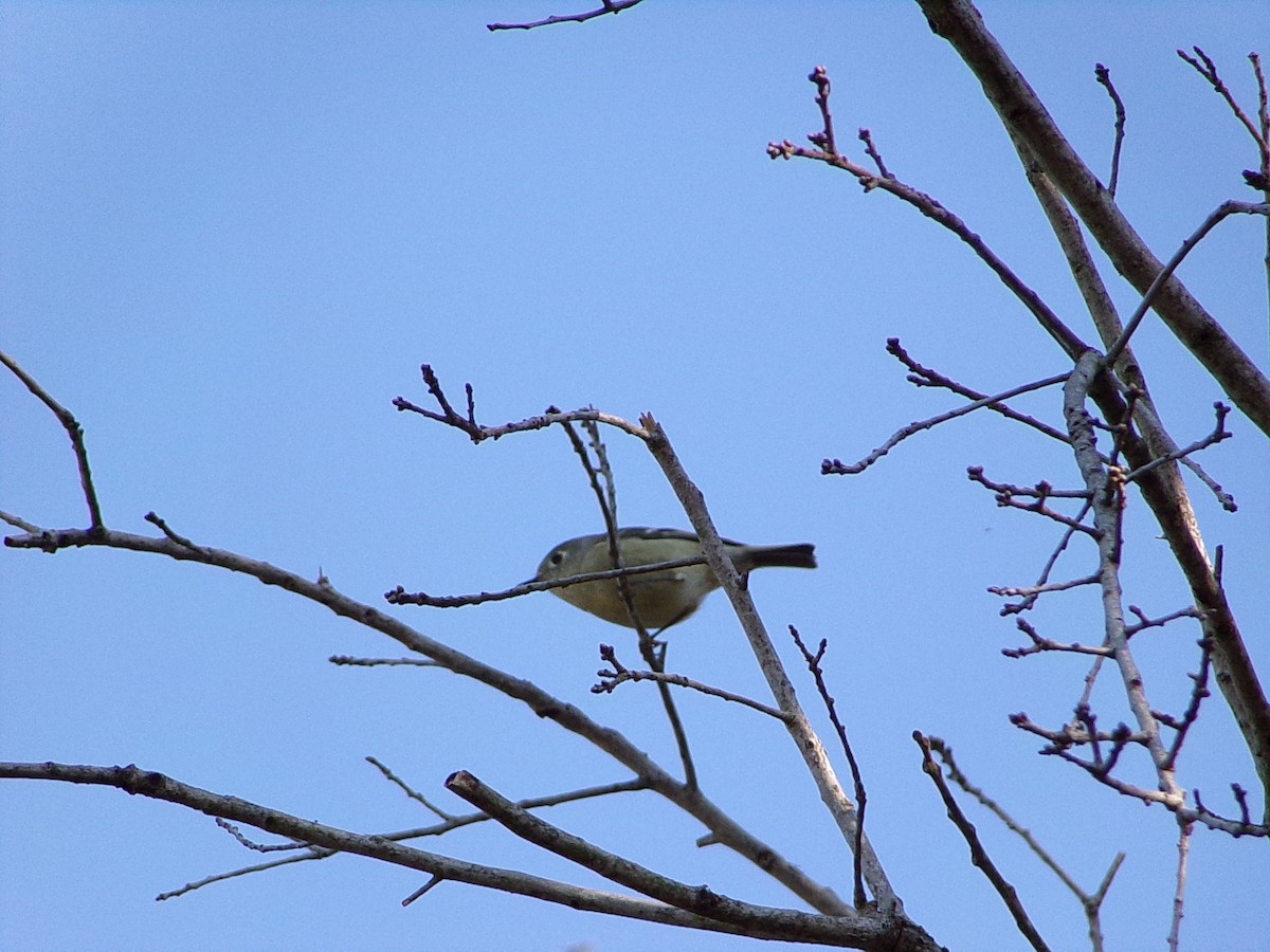 Rubingoldhähnchen - ML644649146