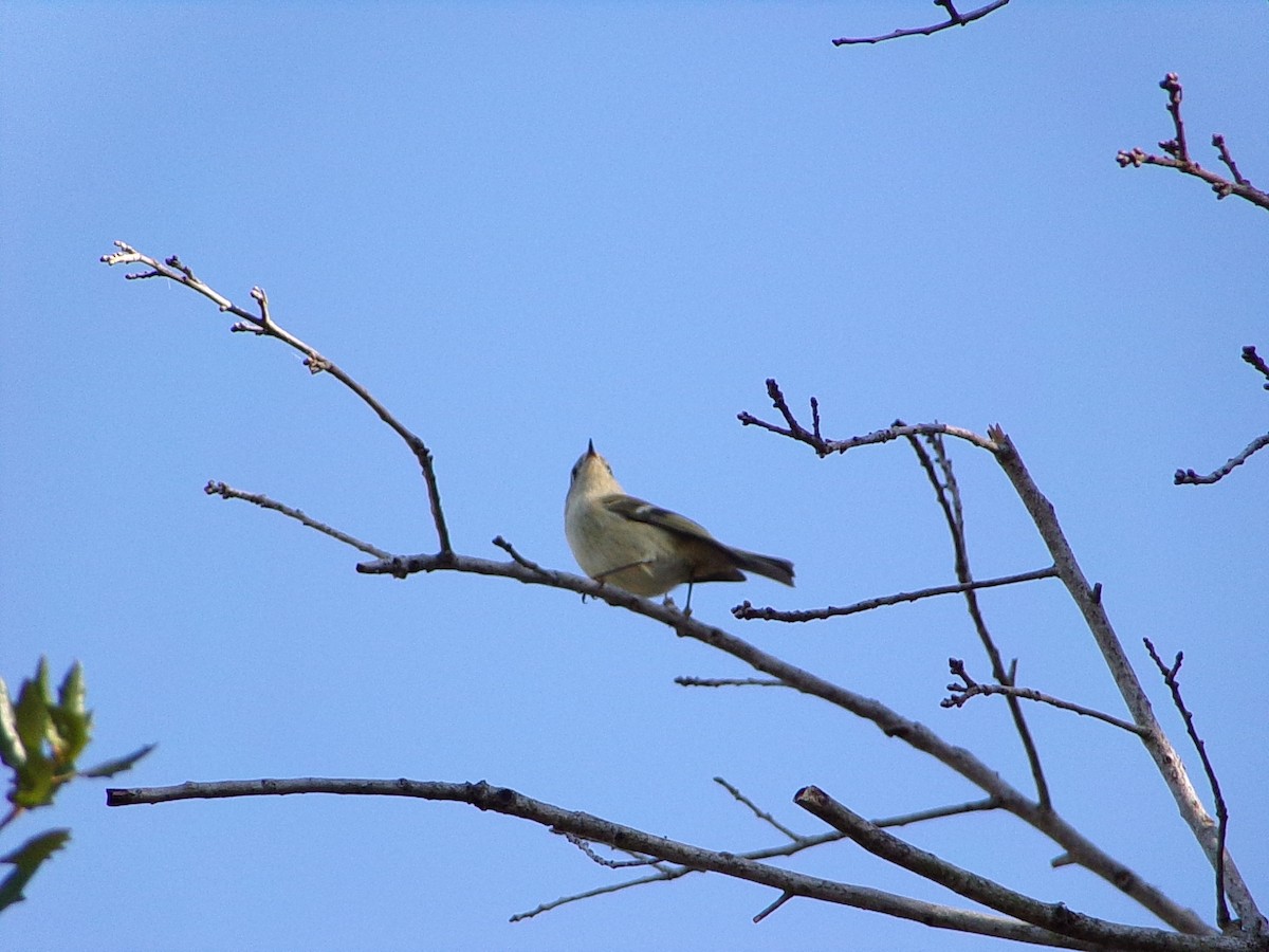 Rubingoldhähnchen - ML644649148