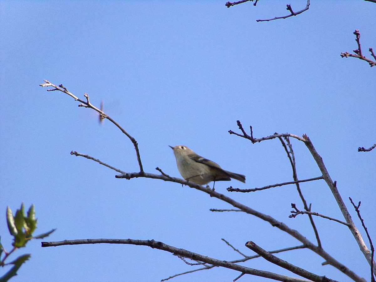 Rubingoldhähnchen - ML644649149