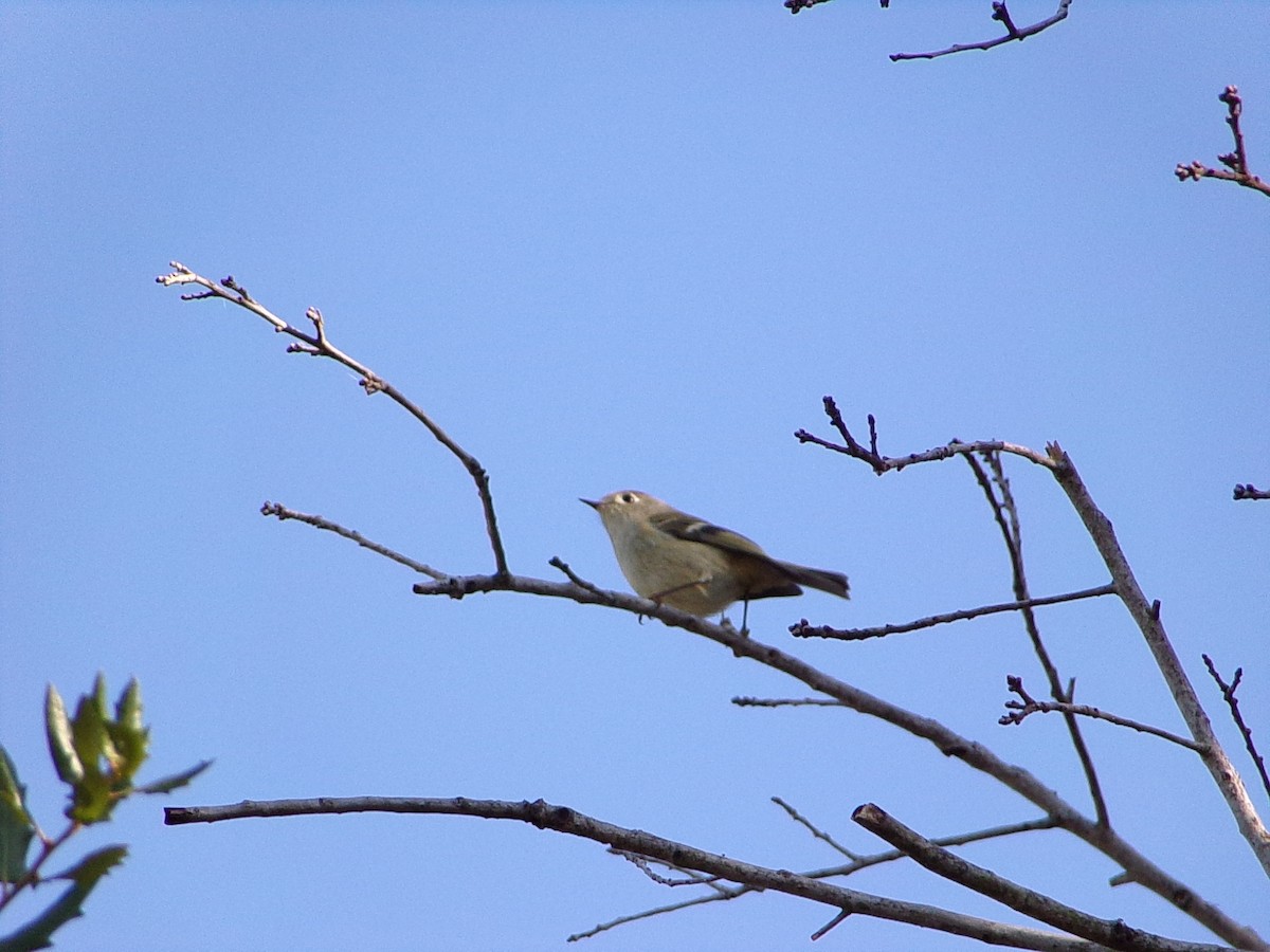 Rubingoldhähnchen - ML644649150