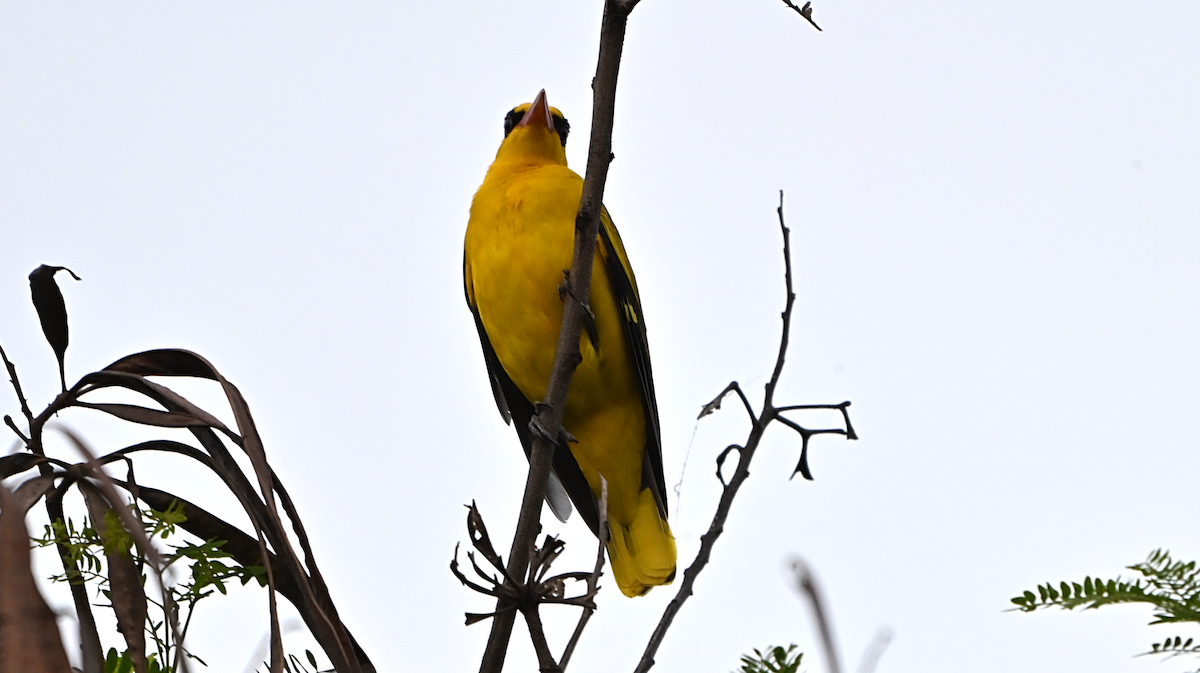 Black-naped Oriole - ML644649155