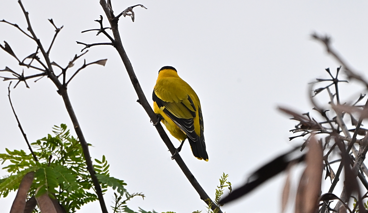Black-naped Oriole - ML644649156